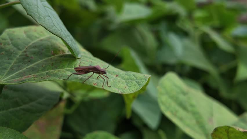 Close-up of a brown stink bug perched on a green leaf in a garden patch.
