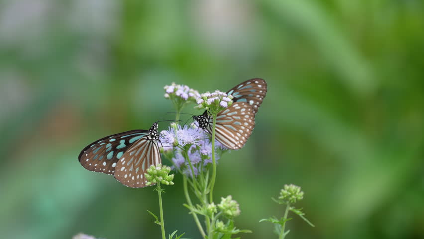 Glassy Tiger (Parantica aglea) butterflies resting on small white flowers