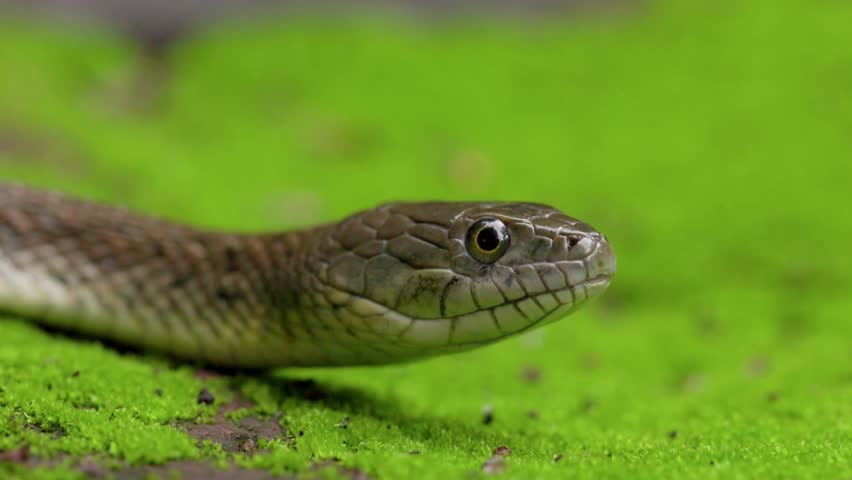Close up of a brown snake flicking its dark forked tongue over moss.