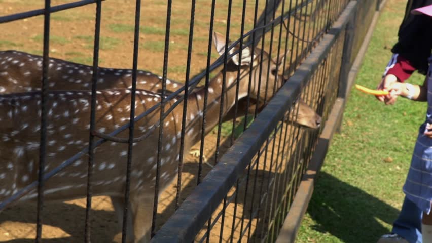 Deer walking beside metal fence in animal park