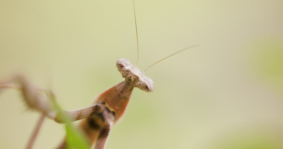 Front-facing Brown Praying Mantis looking down lens; slow motion morning pseudo pupil gaze.