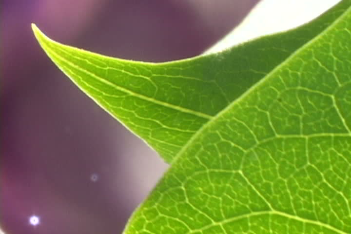Concept for clean environmental setting showing macro focus of lilac tree leaf