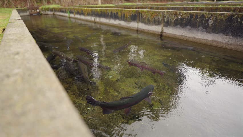 Rainbow trout Oncorhynchus mykiss swim in freshwater raceways at a commercial fish hatchery, illustrating intensive aquaculture, sustainable protein production and food supply, static shot.