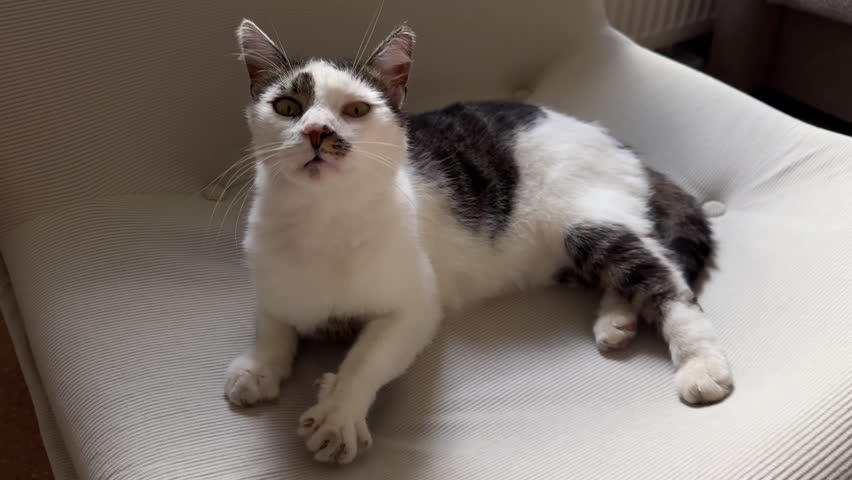 Domestic bicolor white and black cat lying on a textured armchair while sniffing intently and looking around with curious wide eyes
