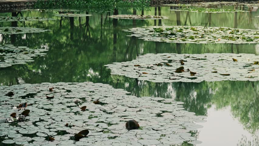 A slow vertical tilt-up shot starting from floating green water lily pads on a calm pond surface to reveal a lush park lined with weeping willow trees.