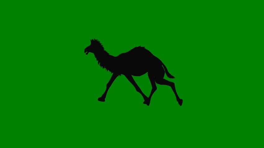 A silhouette of camel on green screen and black frame colorful