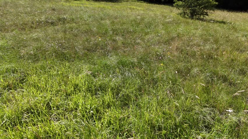 View from above of a green meadow surrounded by trees, with shadows and patches of grass creating natural texture on the ground: a suggestive glimpse of a rural and wooded landscape