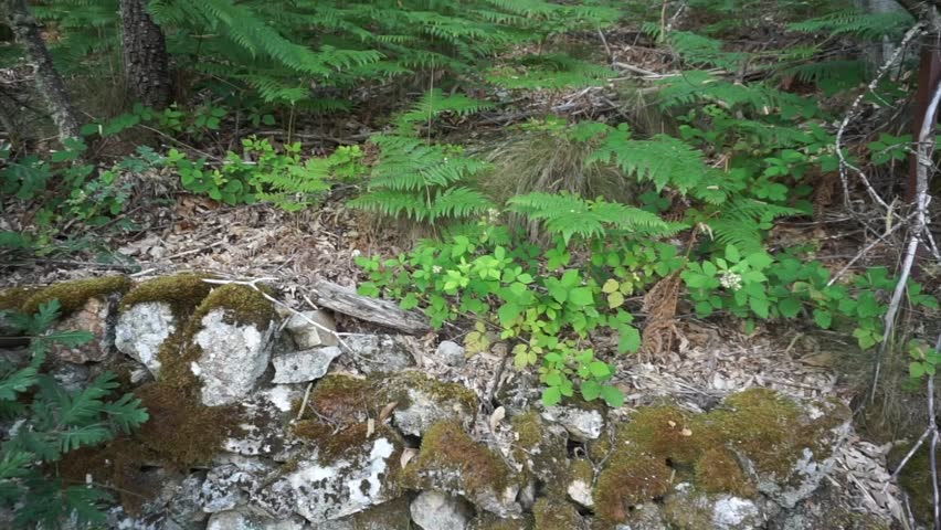 Ancient dry stone wall covered with moss surrounded by ferns and other vegetation in the woods