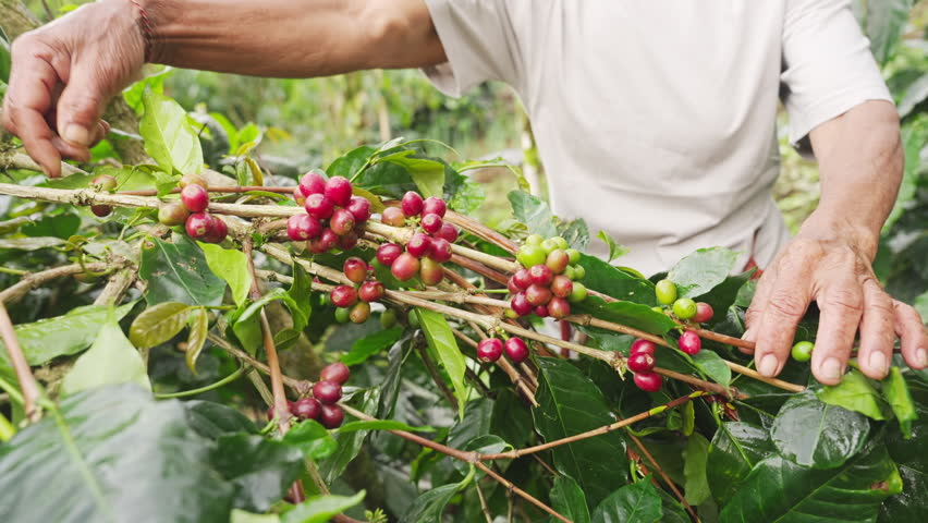 Farmer hands harvested or picking ripe red arabica coffee cherries or berries from tree or plant branch on farm, field, plantation, in bali, indonesia, southeast asia, close-up