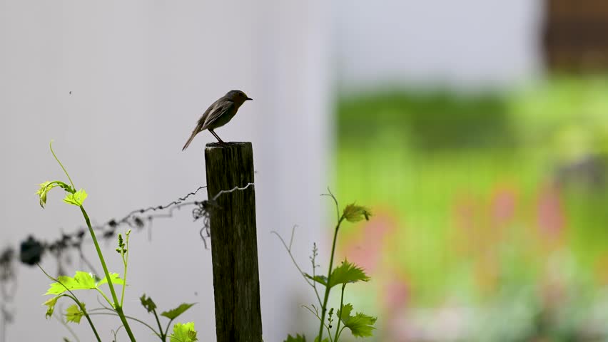 European Robin perched on a wooden post, surrounded by flying flies, taking flight in a domestic garden in spring. Erithacus rubecula, Indre-et-Loire 37, région Centre-Val de Loire, France, Europe