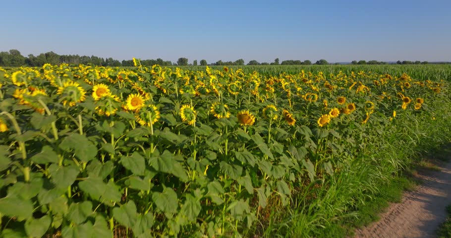 Aerial View of a Blooming Sunflower Field and Agricultural Landscape