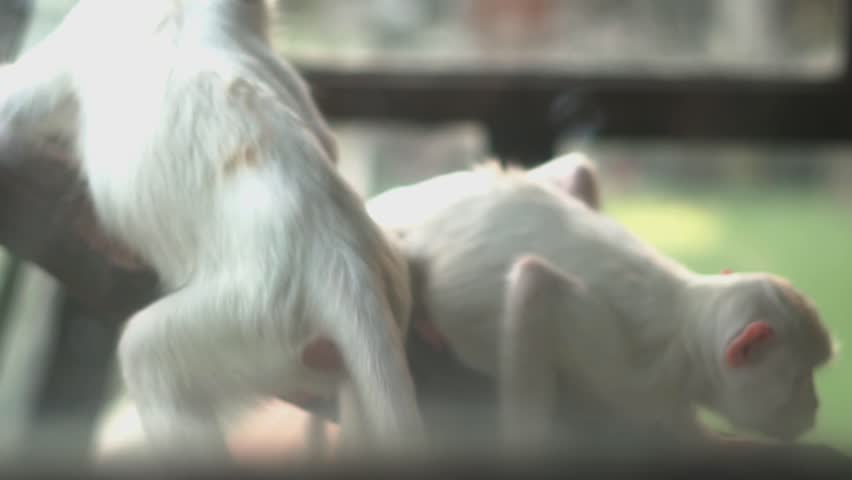 Two white monkeys standing together in the farm
