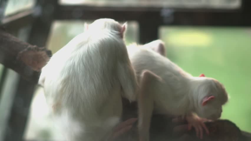 Two white monkeys standing together in the farm