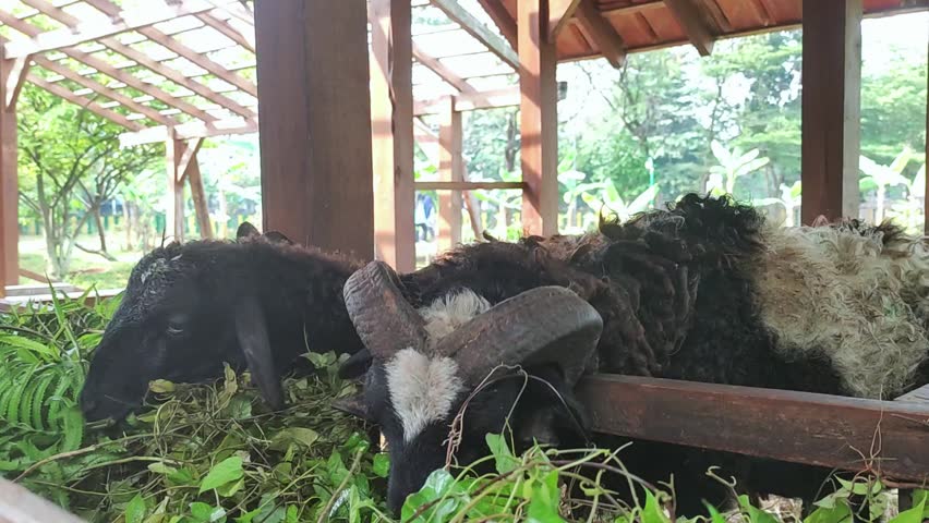 Close up of a black ram with curved horns and sheep eating fresh green fodder inside a rustic wooden barn. Natural livestock farming, sustainable agriculture, rural life, and animal husbandry.