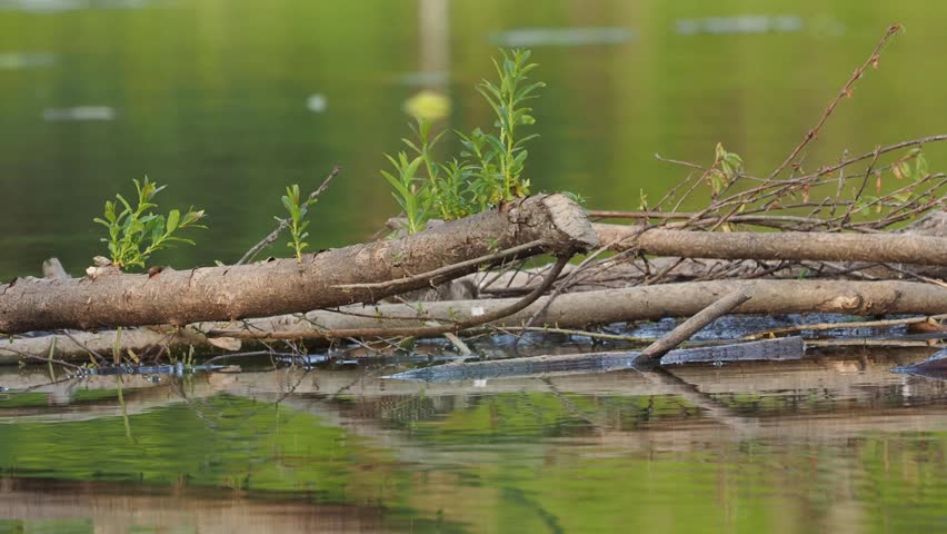 A sandpiper between branches on a pond, looking for some food. 