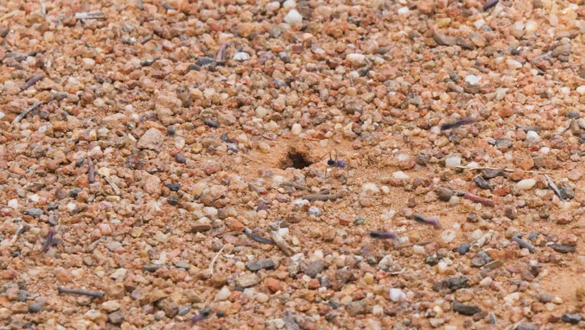 Ants near a rocky ant hole