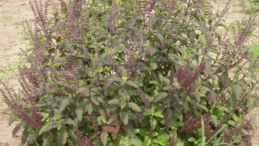 Green and Purple Leaved Basil Plant with Flower Spikes