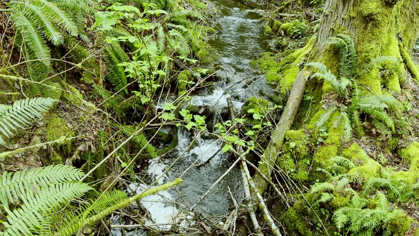 Small mountain stream flows through mossy roots and ferns in a northern Washington rainforest near Seattle.