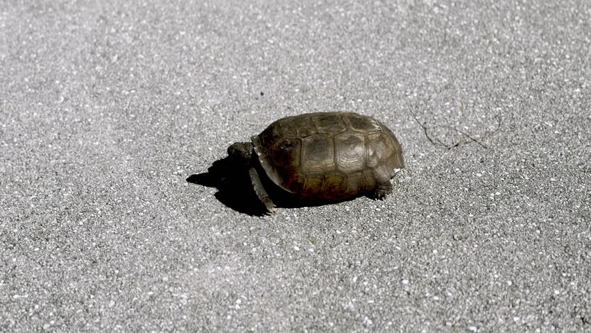 A turtle crosses a paved road beside grass in the sunny Everglades wetlands.
