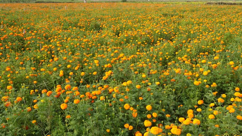 Field of Bright Orange Marigold Flowers in Full Bloom