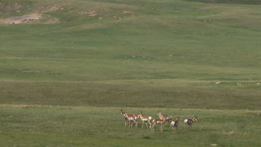 Seen through thick heat shimmer, herd of pronghorn antelope on prairie