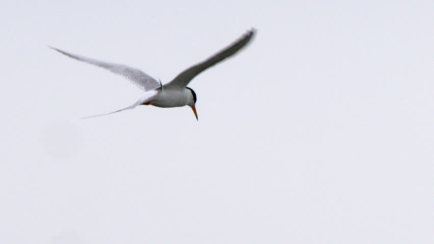 Forster