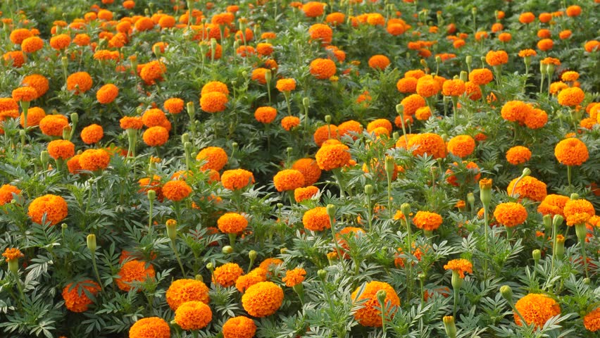 Field of Bright Orange Marigold Flowers in Full Bloom