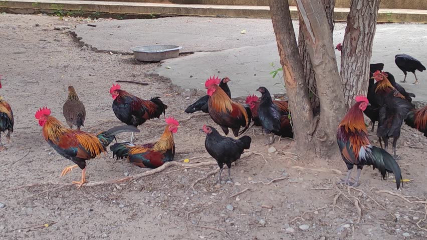 flock of chickens gathered under a large tree in a rural farm field during daytime, foraging and resting in the shade
