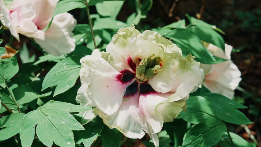 A steady high-angle shot framing a unique white tree peony featuring outer chartreuse green edges and a dark burgundy core among wet green leaves at Sui-Tang Site Botanical Garden in Luoyang, China.