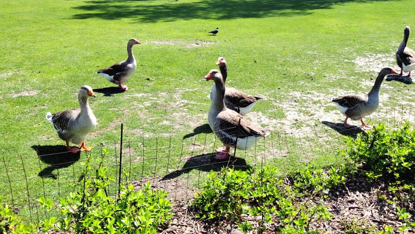 Flock of domestic geese feeding on lawn in park. Birds graze on grass in natural outdoor setting, creating calm rural atmosphere. For wildlife, farming, agriculture, parks, family recreation.