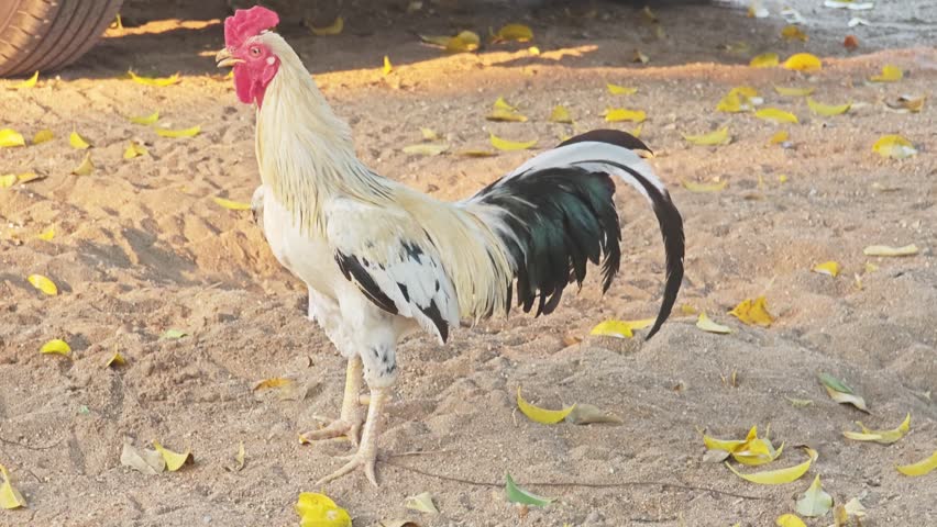 Majestic white and black rooster standing on the ground in a farm.