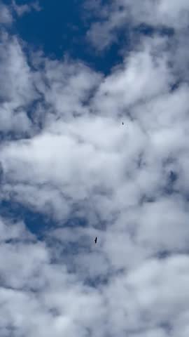Birds flying in the cloudy but bright blue sky 