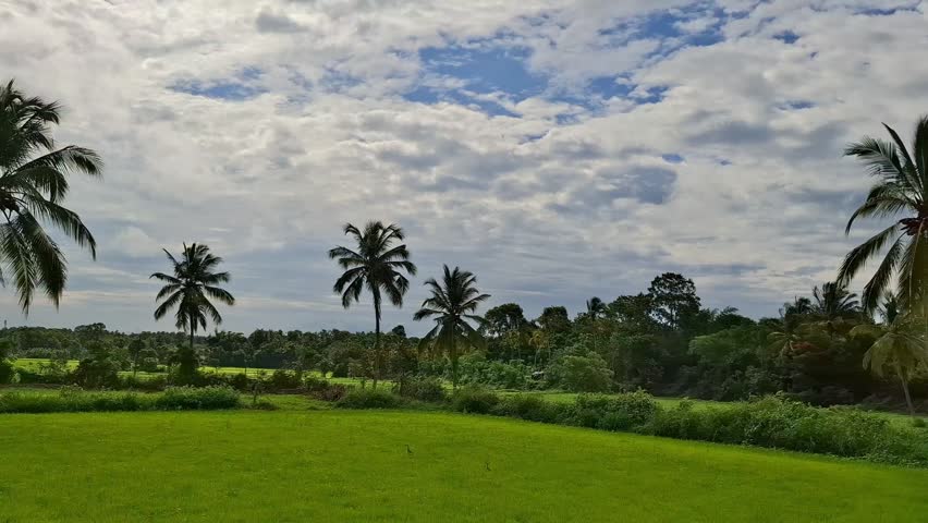 Paddy field growing quietly under cloudy skies, Rice crop flourishing beautifully throughout tropical valleys, Agricultural meadow spreading wide across flat countryside, Green plantation standing still amidst coconut palms, Farm vegetation vibrant today within rustic villages, Cultivation acres resting peacefully near dense jungles, Emerald landscape expanding daily around exotic woods, Rural scenery shining bright beside tall trees, Asian grassland thriving now behind wild thickets, Nature environment looking fresh past local forests, Harvest plot extending far beyond distant hills, Wilderness terrain glowing soft beneath overcast clouds, Flora acreage developing well along coastal zones, Organic pasture shimmering gently inside isolated regions, Botanical sector aging naturally toward green horizons, Grain domain rippling slowly during summer mornings, Eco habitat breathing easy through rainy seasons, Grassy space waking up outside native towns, Verdant background sitting perfect atop rolling mounds, Terraced backdrop resting calm below grey heavens, Foliage estate sprawling out into standard vectors, Plant territory basking happily upon fertile earth, Sown garden layout posing neat for graphic prints, Flatland plain relaxing serene over calm atmospheres, Paddyfield view emerging clear after morning mist, Cropfield area shining clean against dark foliage, Farmground spot appearing fine via clip art, Country biome glistening rich without bright sunshine, Meadowland piece lying quiet alongside natural groves, Farmstead patch growing immense down remote lowlands, Acre lawn sparkling fine towards distant ridges, Greenery oasis vibrating pure since early dawn, Cultivated property looking pristine until evening twilight, Agro farmland stretching endless from coastal lines, Countryside vista blowing mild off deep oceans, Outdoors panorama capturing light onto modern posters, Exotic wilderness setting trend up creative designs, Peaceful zone radiating peace astride flat plains