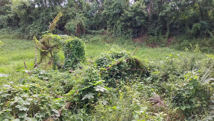 Wild vines creeping across a lush tropical rainforest clearing, Overgrown greenery flourishing upon an abandoned rustic meadow, Thick creepers wrapping around a remote outdoor field, Untamed bushes sprawling throughout a sunny scenic pasture, Tropical vegetation thriving inside an exotic remote swamp, Uncultivated foliage spreading over a hidden country grove, Lush weeds climbing up an old botanical garden, Green shrubbery expanding within a peaceful nature reserve, Tangled ivy crawling along a scenic mountain foothills, Natural undergrowth developing past a deep river valley, Abundant flora blooming toward a misty alpine glen, Wild plants surging down a vibrant sunlit savanna, Forest underbrush accumulating near a secluded eco park, Heavy scrub sprawling beneath a tall leafy canopy, Exotic herbs massing behind an outdoor portrait backdrop, Botanical life gathering below a hilltop plantation, Wilderness herbage blanketed underneath a summer horizon, Emerald boughs extending beside a lonely dirt trail, Parasitic tendrils twisting amidst a primitive habitat, Lowland thickets advancing among decayed wooden branches, Organic steppes extending through a coastal plain biome, Foraged material resting into an equatorial woodland, Verdant landscape opening atop a fertile soil ground, Native scenery displaying before a timber forest border, Eco clusters evolving outside a quiet homestead yard, Country brushwood cluttering beyond a weathered farm fence, Subtropical shoots sprawling against a damp marsh edge, Primal lawn advancing abreast a village orchard estate, Groundcover stretching under an island resort fairway, Wildflower patches scattering alongside a quiet glade, Primal woods towering mid a sunken creek bed, Vibrant carpet lying above a sunny prairie space, Leafy sprouts grouping on a montane sanctuary zone, Tangled moss resting in a bright morning illumination, Heavy grass gathering off a wild marshy area, Untouched biosphere developing onto a protected reservation