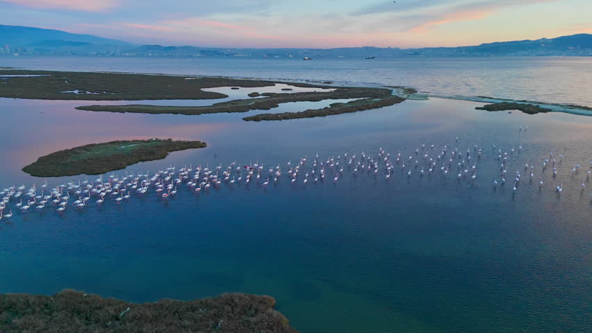Coastal wetland at sunset with flamingos resting and flying over shallow lagoon pools. Natural habitat scene combining bird migration, biodiversity and tranquil landscape