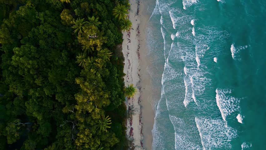 Spectacular aerial drone footage of a pristine tropical beach bordering the iconic Daintree Rainforest in Queensland, Australia. Crystal-clear turquoise ocean waves gently roll onto a secluded sandy shoreline lined with lush rainforest and swaying palm trees. This breathtaking coastal landscape showcases the unique meeting of the world