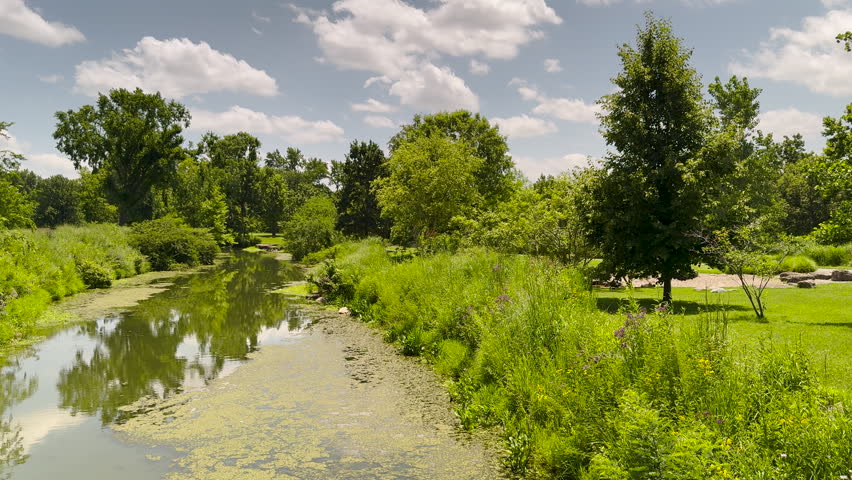 Hot Summer Day in a Dense Public Park Woodland. A peaceful static view of a calm river covered in green pond algae, surrounded by old-growth trees, wild grass, and summer wildflowers under a hot sun in Forest Park, St. Louis, Missouri, USA.