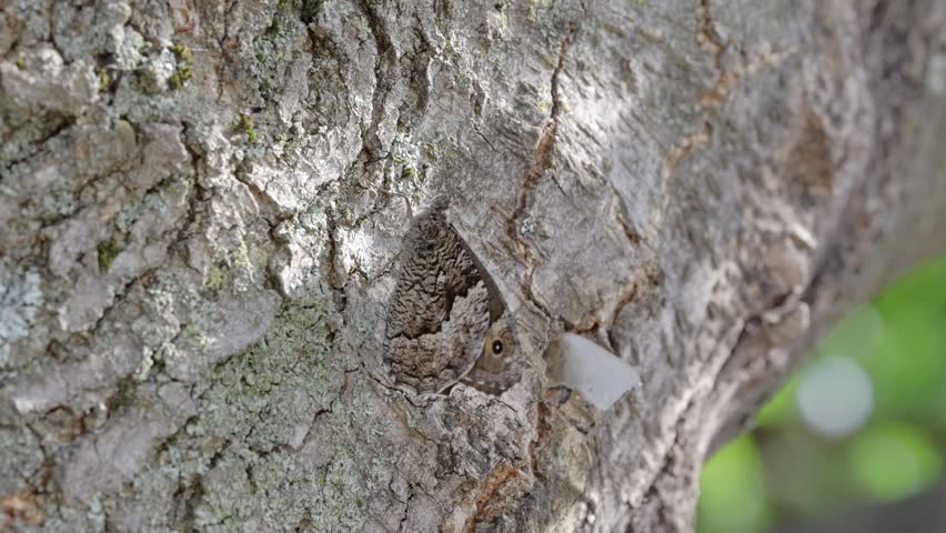 Medium shot of a gray patterned butterfly perfectly camouflaged against a rough tree trunk