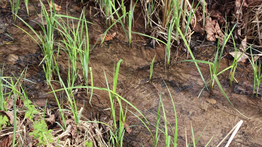 A tiny slowly flowing creek