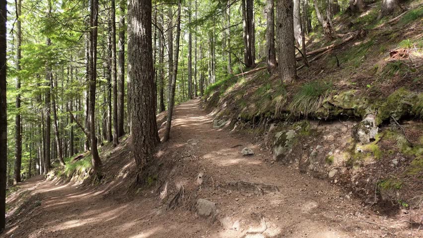A dirt hiking trail winds through a dense coniferous forest with tall trees and a grassy embankment on the right side.