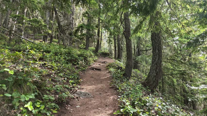 A dirt hiking path winds through a lush green forest with tall coniferous trees and mossy undergrowth in Washington state.