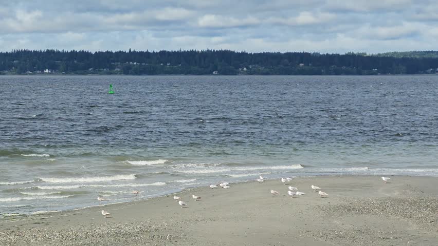 A flock of seagulls stands on a sandy beach while gentle waves roll in from the water, with a green buoy and forested shoreline visible in the distance.