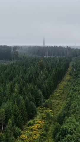 Vertical View Of Pathway Cutting Through A Dense Conifer Forest On A Foggy Morning. Aerial Shot