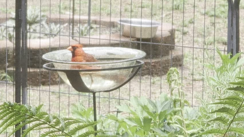 Cardinal taking bath in birdbath shot through porch screen.  Red male Cardinal standing and seemingly dancing in water on a hot North Carolina summer day.