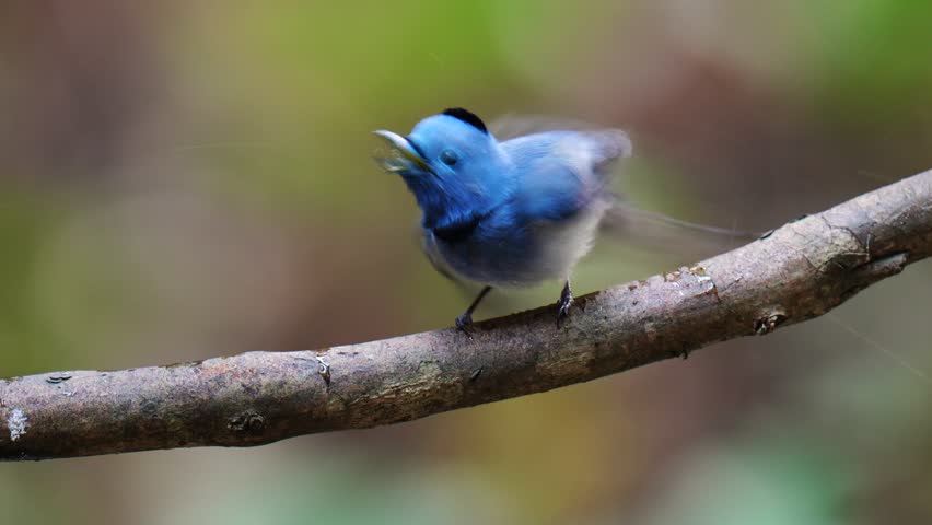 Black-naped Monarch (Hypothymis azurea )bird perched on a tree branch with natural background in tropical rainforest.