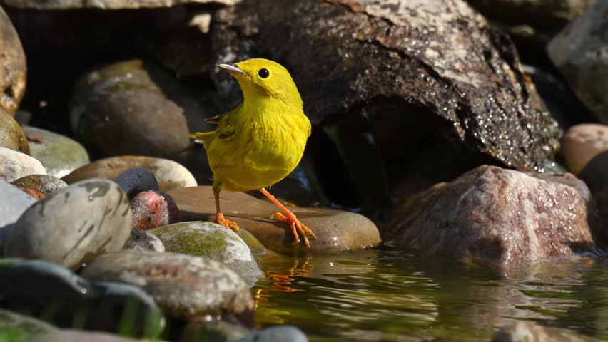 Close-up footage of a Yellow Warbler (Setophaga petechia) in springtime, showcasing its brilliant golden-yellow plumage, lively singing behavior, and graceful movements in its natural woodland habitat, captured in stunning 4K Ultra HD resolution.