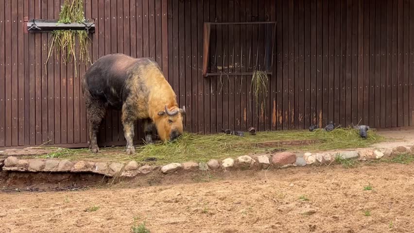 Large takin (Budorcas taxicolor) feeding on hay near a wooden shelter in a zoo enclosure. Rare mountain ungulate with thick golden and dark coat in a naturalistic habitat.