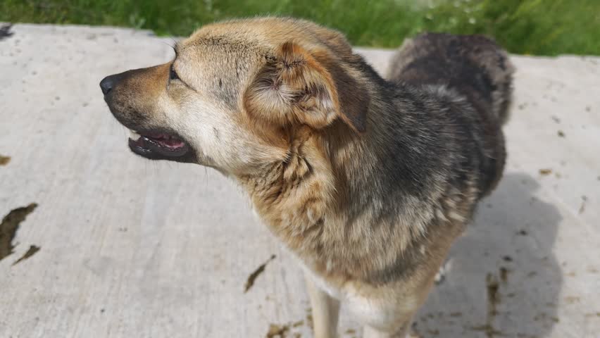High angle view of a mixed breed stray dog standing on a sidewalk. The friendly mongrel looks around curiously under the bright sun