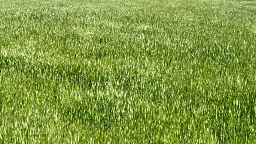 Green wheat field swaying in wind, horizontal background