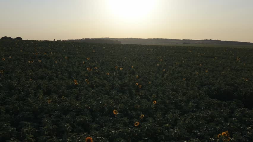 Aerial view of vast sunflower field at golden sunset with hazy sun glowing over distant hills and horizon
